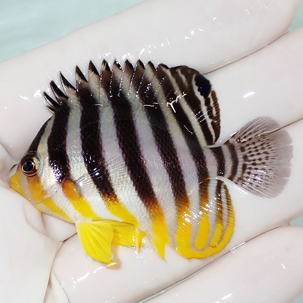 【現物9】sale シマヤッコ 5.7cm±! 海水魚 生体 15時までのご注文で当日...