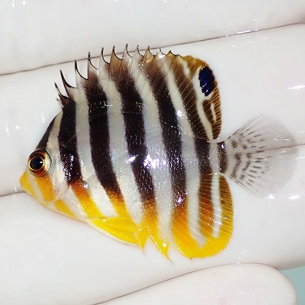 【現物10】sale シマヤッコ 4cm±! 海水魚 生体 15時までのご注文で当日...