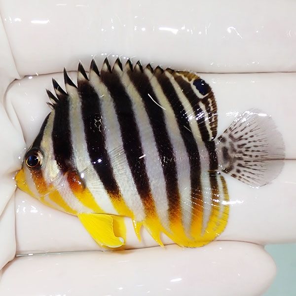 【現物4】sale シマヤッコ 5.5cm±! 海水魚 生体 15時までのご注文で当日...