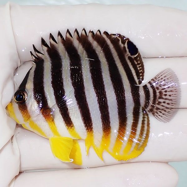 【現物1】saleシマヤッコ 5.7cm±! 海水魚 生体 15時までのご注文で当日...