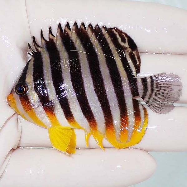 【現物2】sale シマヤッコ 6.5cm±! 海水魚 生体 15時までのご注文で当日...