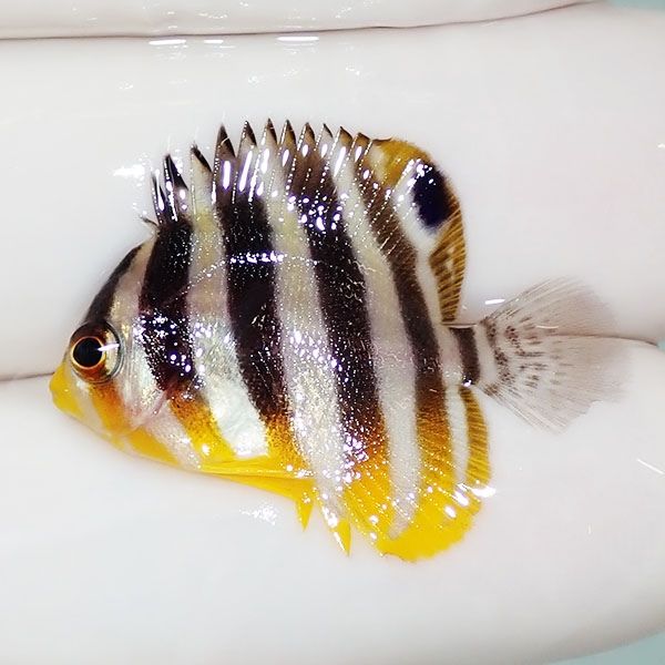 【現物12】sale シマヤッコ 2.8cm±! 海水魚 生体 15時までのご注文で当...