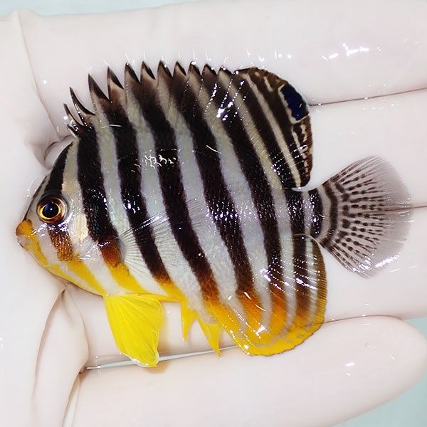 【現物8】sale シマヤッコ 6cm±! 海水魚 生体 15時までのご注文で当日発...