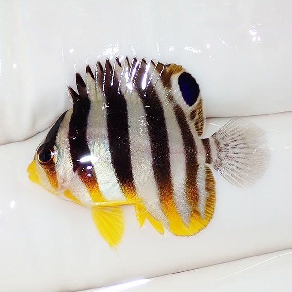 【現物13】sale シマヤッコ 2.5cm±! 海水魚 生体 15時までのご注文で当...