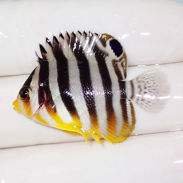 【現物11】sale シマヤッコ 3.7cm±! 海水魚 生体 15時までのご注文で当...