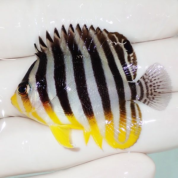 【現物6】sale シマヤッコ 4.7cm±! 海水魚 生体 15時までのご注文で当日...