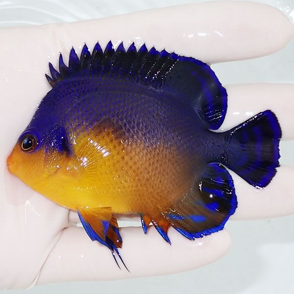 【現物3】鰓とげ欠損 スミレヤッコ 8.5cm±! 海水魚 ヤッコ 15時までのご...