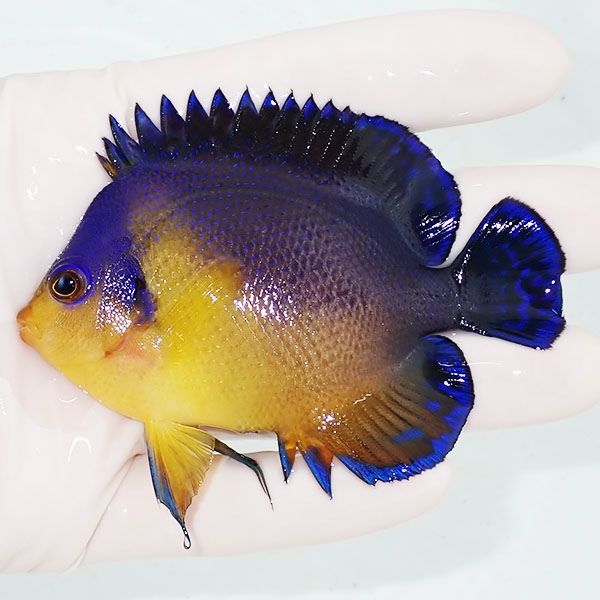 【現物4】スミレヤッコ 8.8cm±! 海水魚 ヤッコ 15時までのご注文で当日...