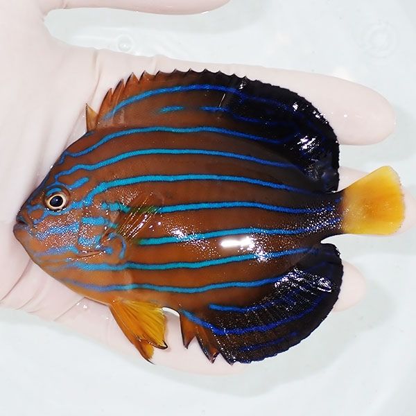 【現物2】キンチャクダイ 11cm±!海水魚 ヤッコ 15時までのご注文で当日...