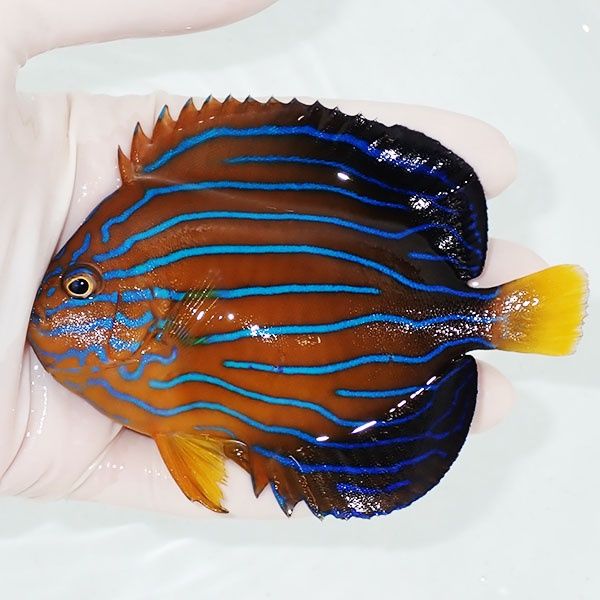 【現物4】キンチャクダイ 11cm±!海水魚 ヤッコ 15時までのご注文で当日...