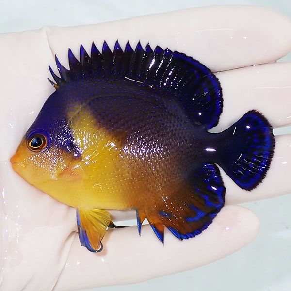 【現物5】スミレヤッコ 7.5cm±! 海水魚 ヤッコ 15時までのご注文で当日...