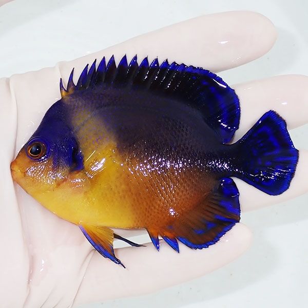 【現物6】スミレヤッコ 9cm±! 海水魚 ヤッコ 15時までのご注文で当日発...