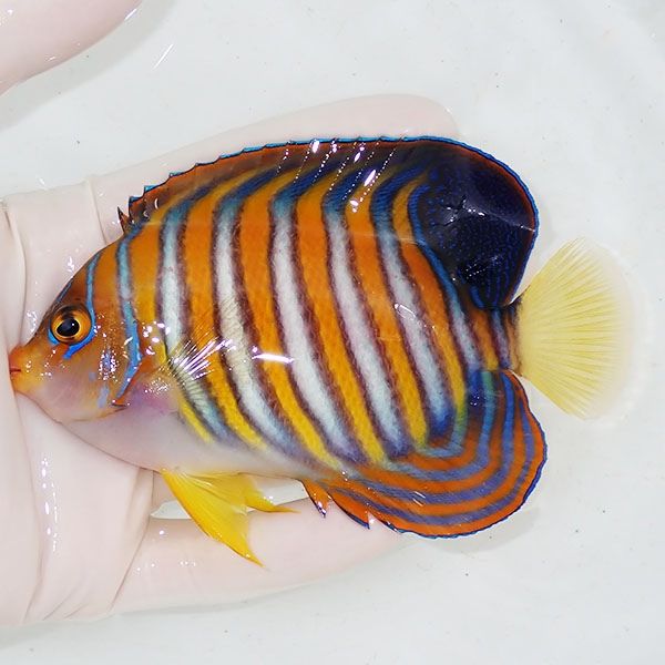 【現物1】ニシキヤッコ 12cm±!海水魚 ヤッコ15時までのご注文で当日発送...