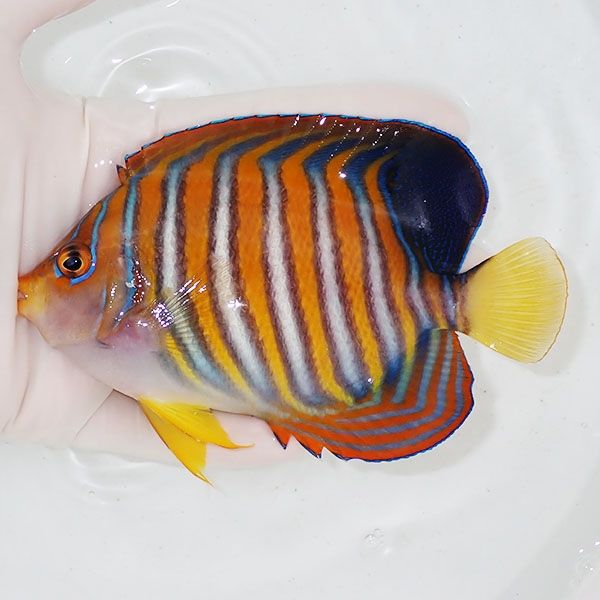 【現物2】ニシキヤッコ 13cm±!海水魚 ヤッコ15時までのご注文で当日発送...