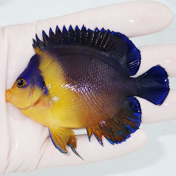 【現物2】スミレヤッコ 8.5cm±! 海水魚 ヤッコ 15時までのご注文で当日...