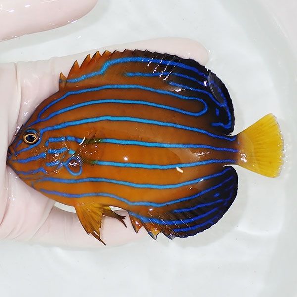 【現物3】キンチャクダイ 12.5cm±!海水魚 ヤッコ 15時までのご注文で当...