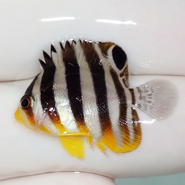 【現物14】sale シマヤッコ 2.5cm±! 海水魚 生体 15時までのご注文で当...