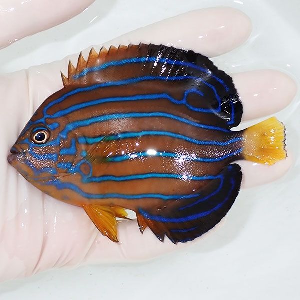 【現物1】キンチャクダイ 10.5cm±!海水魚 ヤッコ 15時までのご注文で当...