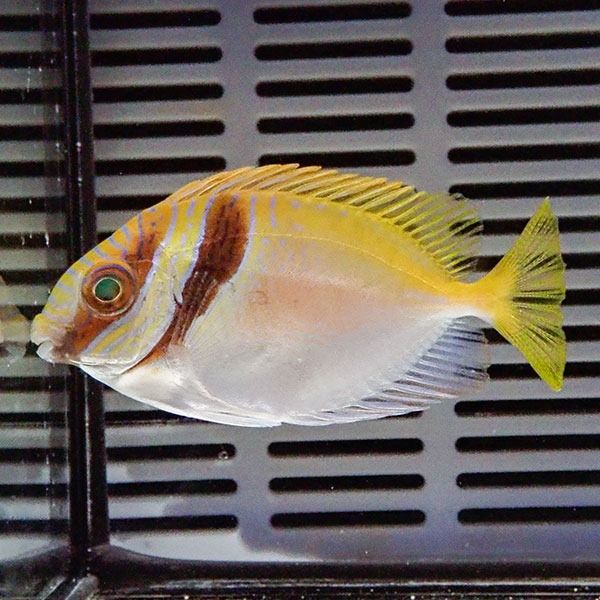 ヒメアイゴ 8-10cm±!海水魚 アイゴ 15時までのご注文で当日発送【ハギ】...