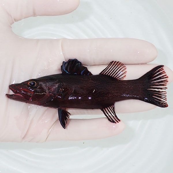 【現物1】ヤミスズキ 12cm±! 海水魚 15時までのご注文で当日発送(t120...