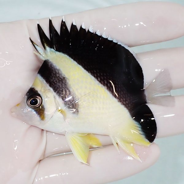 【現物1】粒エサOK バーゲスバタフライ 7cm±! 海水魚 チョウチョウウオ ...