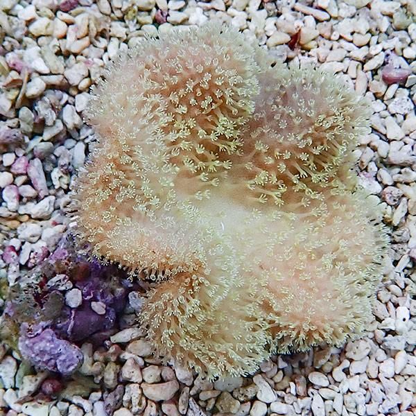 【サンゴ現物14】ウミキノコ 7-7cm!15時までのご注文で当日発送 【サン...