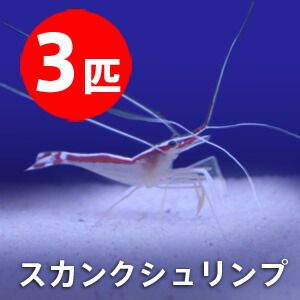 スカンクシュリンプ Sサイズ 【3匹】! 海水魚 エビ 餌付け!【15時までの...