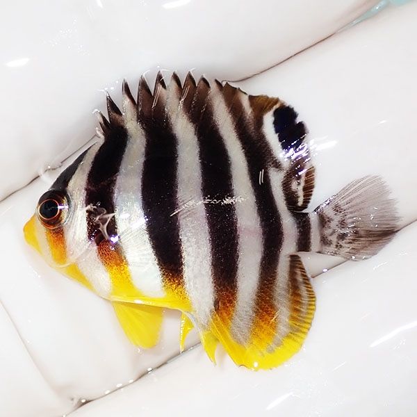 【現物10】sale シマヤッコ 3.7cm±! 海水魚 生体 15時までのご注文で当...