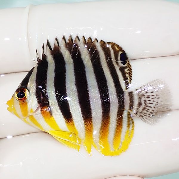 【現物13】sale シマヤッコ 4.5cm±! 海水魚 生体 15時までのご注文で当...