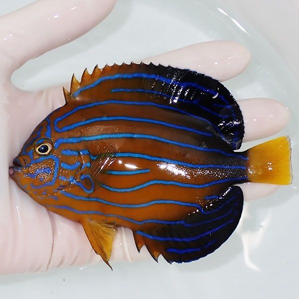 【現物2】キンチャクダイ 12.5cm±!海水魚 ヤッコ 15時までのご注文で当...