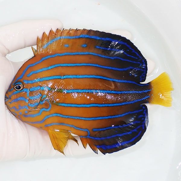 【現物4】キンチャクダイ 14cm±!海水魚 ヤッコ 15時までのご注文で当日...