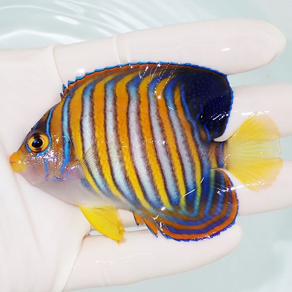 【現物1】ニシキヤッコ 8.5cm±!海水魚 ヤッコ15時までのご注文で当日発...