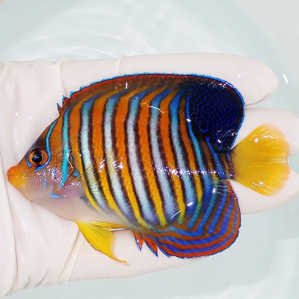 【現物2】ニシキヤッコ 9.5cm±!海水魚 ヤッコ15時までのご注文で当日発...