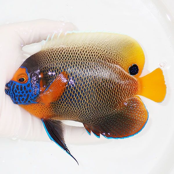 【現物2】 アデヤッコ 成魚 15cm±! 海水魚 ヤッコ(t111(t207