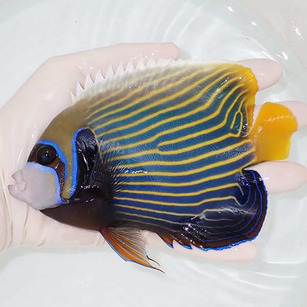 【現物3】タテジマキンチャクダイ 15.5cm±!海水魚 ヤッコ 15時までのご...