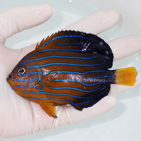 【現物3】ヒレスレ有り キンチャクダイ 11cm±!海水魚 ヤッコ 15時まで...