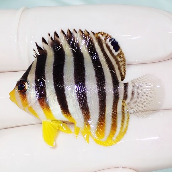 【現物14】sale シマヤッコ 4.5cm±! 海水魚 生体 15時までのご注文で当...