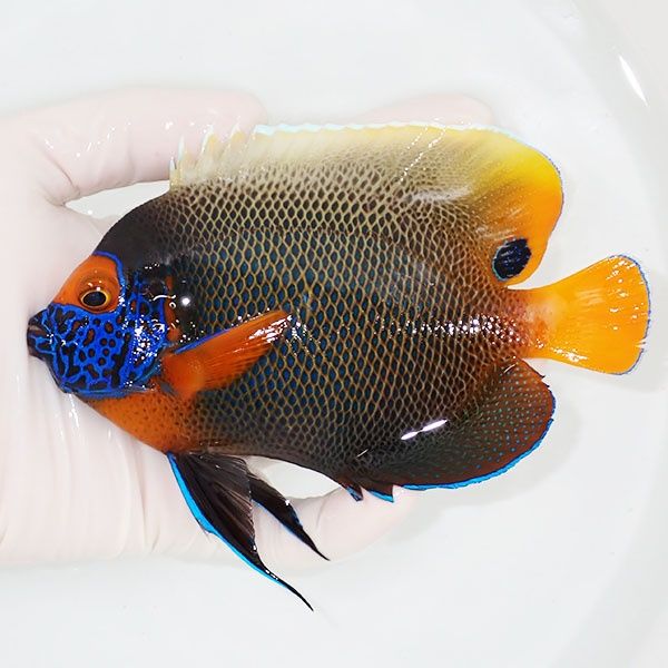 【現物3】 アデヤッコ 成魚 14cm±! 海水魚 ヤッコ(t111(t207