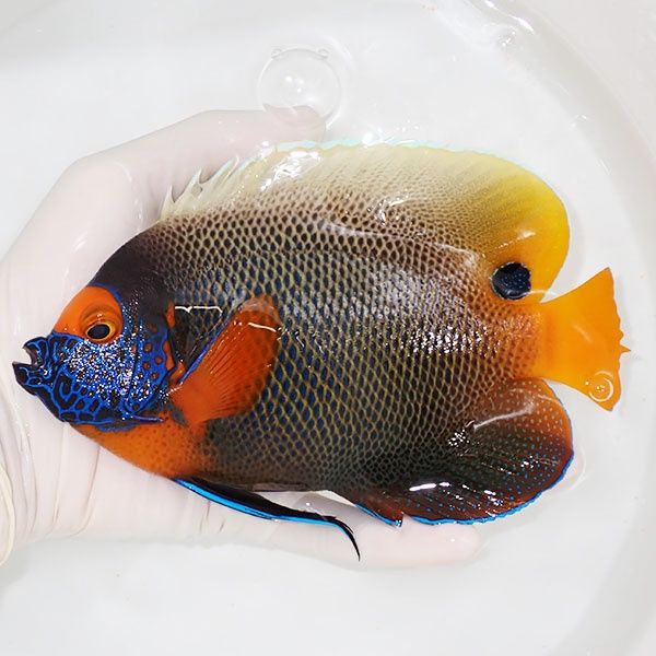 【現物7】アデヤッコ 成魚 17cm± ! 海水魚 ヤッコ(t111(t207