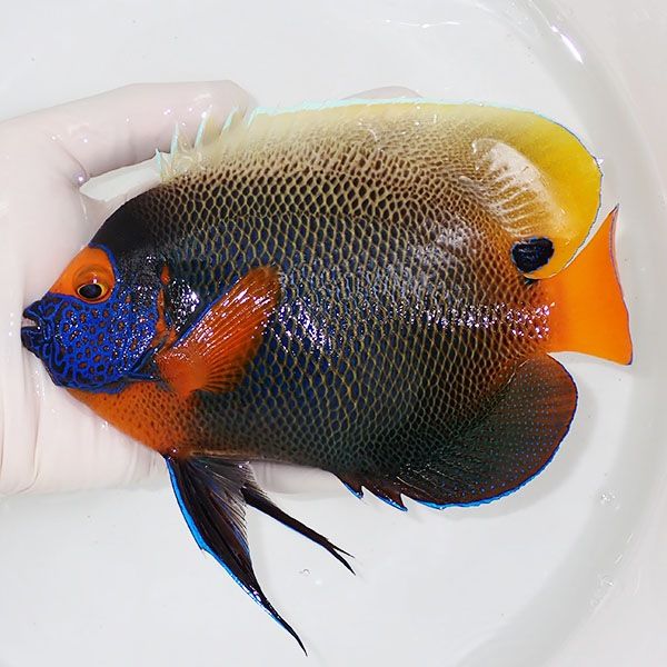 【現物8】アデヤッコ 成魚 18cm± ! 海水魚 ヤッコ