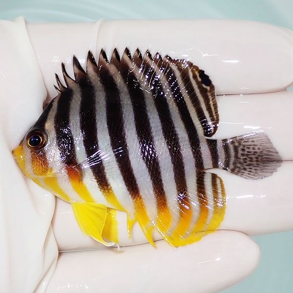 【現物15】sale シマヤッコ 6.5cm±! 海水魚 生体 15時までのご注文で当...