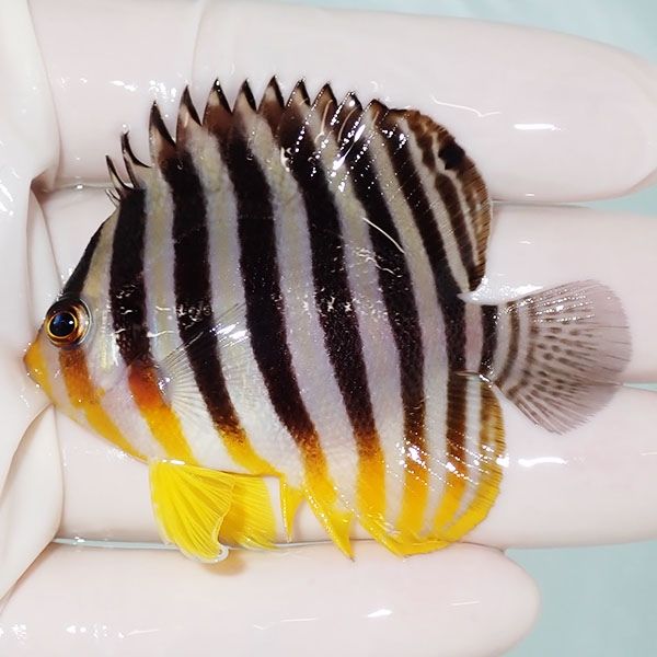 【現物16】sale シマヤッコ 6.3cm±! 海水魚 生体 15時までのご注文で当...