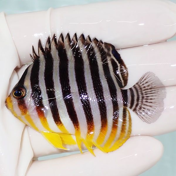 【現物18】saleシマヤッコ 6cm±! 海水魚 生体 15時までのご注文で当日発...