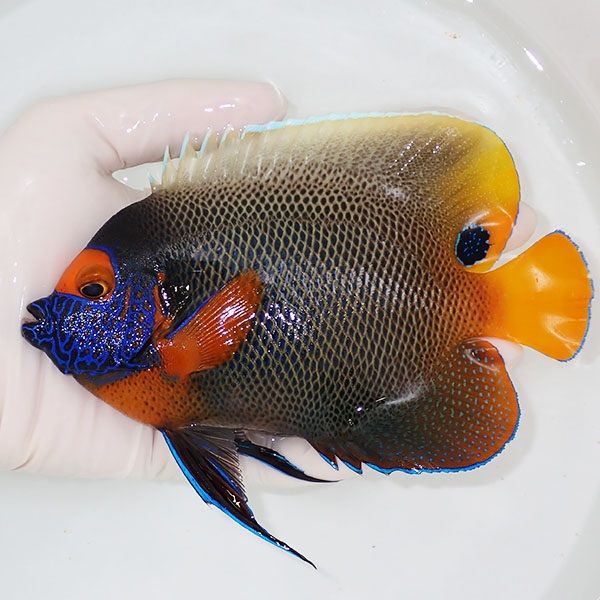 【現物5】 アデヤッコ 成魚 15.5cm±! 海水魚 ヤッコ(t111(t207