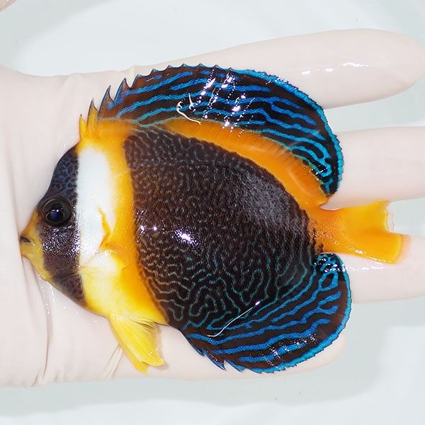 【現物1】スクリブルドエンゼル 9.5cm±! 海水魚 ヤッコ 15時までのご注...