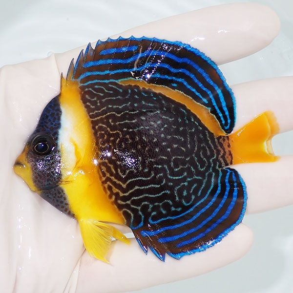 【現物2】スクリブルドエンゼル 8.5cm±! 海水魚 ヤッコ 15時までのご注...