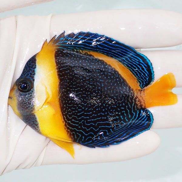 【現物3】スクリブルドエンゼル 8cm±! 海水魚 ヤッコ 15時までのご注文...