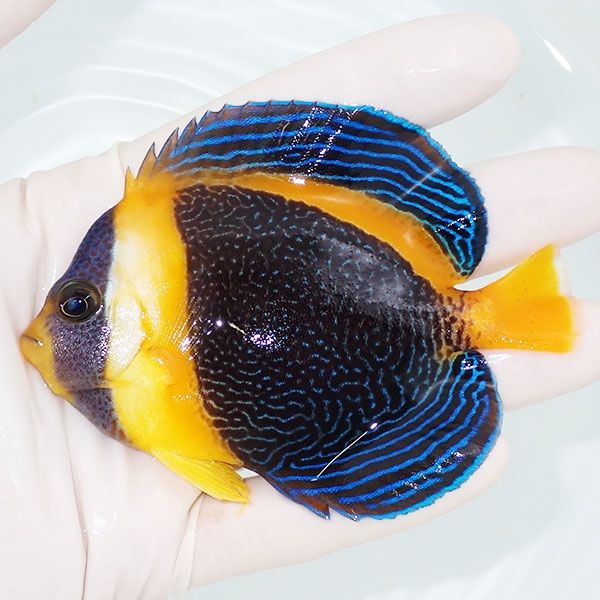 【現物4】スクリブルドエンゼル 9.5cm±! 海水魚 ヤッコ 15時までのご注...