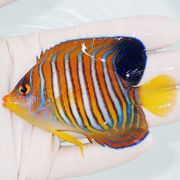 【現物1】ニシキヤッコ 8.5cm±!海水魚 ヤッコ15時までのご注文で当日発...