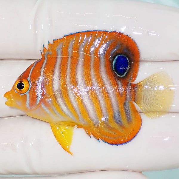 【現物2】ニシキヤッコ 5cm±!海水魚 ヤッコ15時までのご注文で当日発送(...